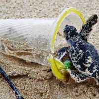 A baby sea turtle investigates a clear plastic cup discarded on a beach