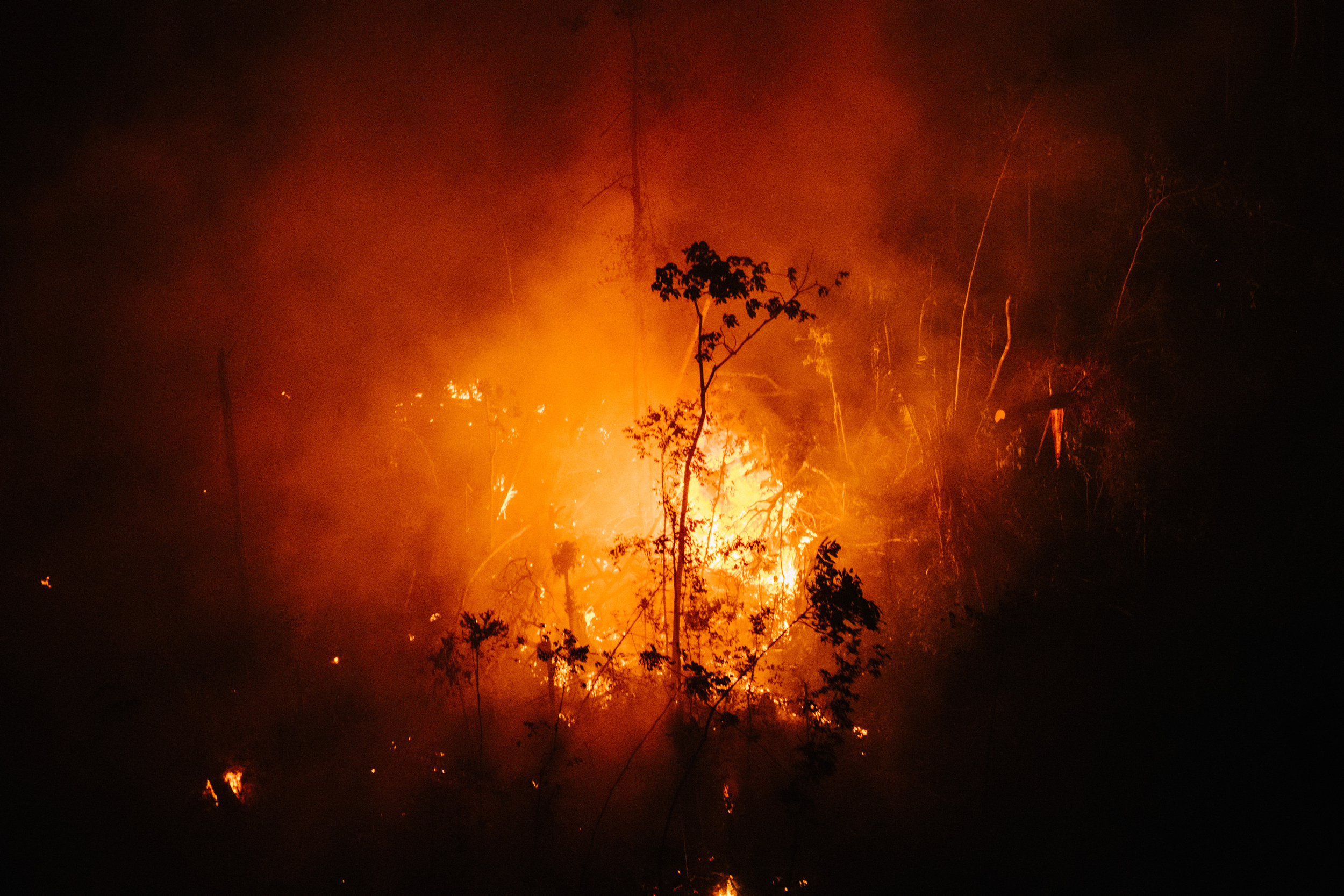A close up of fire burning with the silhouettes of tree twigs, with a deep black border around the brightness of the orange and yellow fire glow