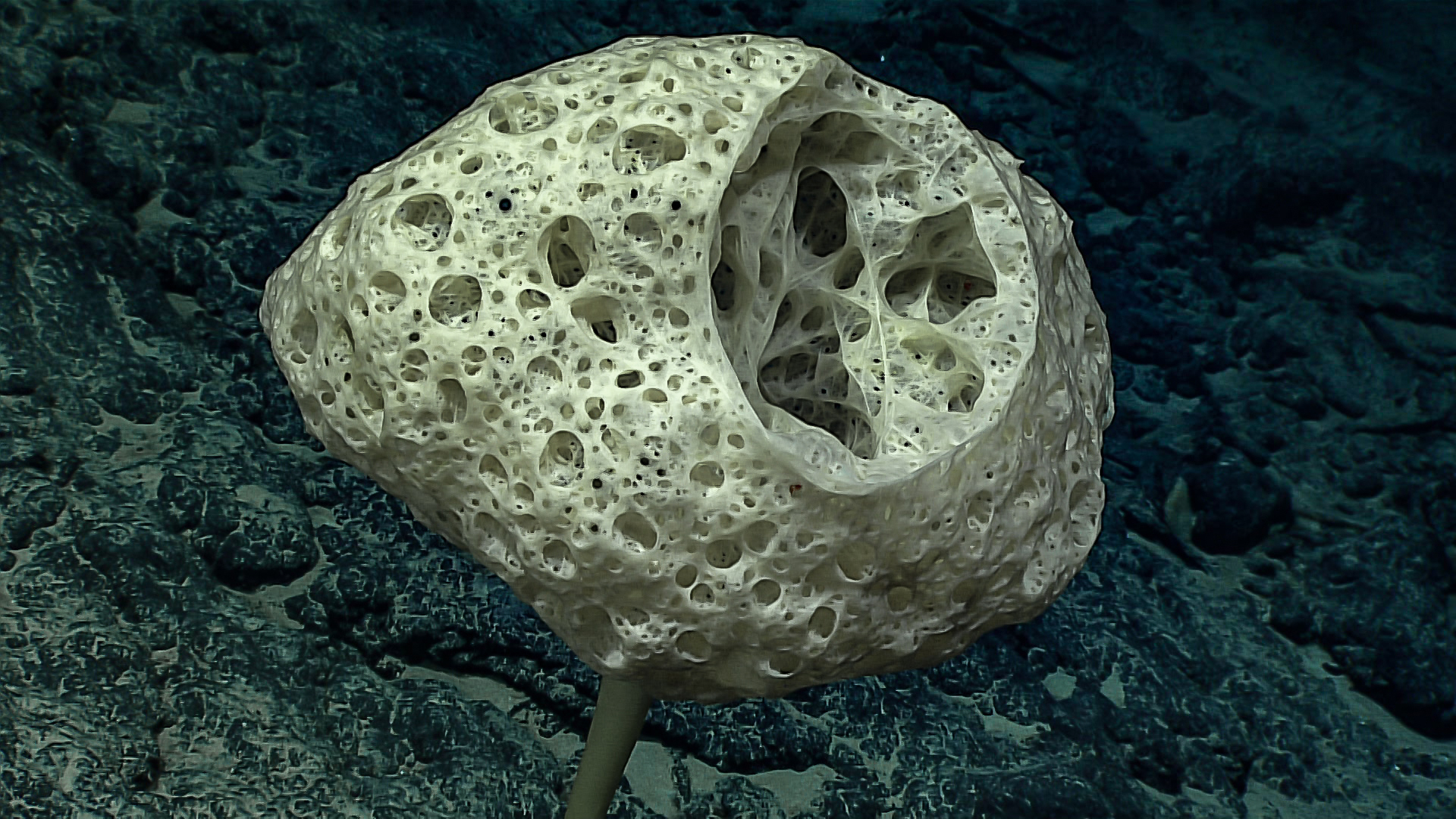A pale yellow hard coral or sponge like creature with holes all over it, and a cutout section showing more holes inside
