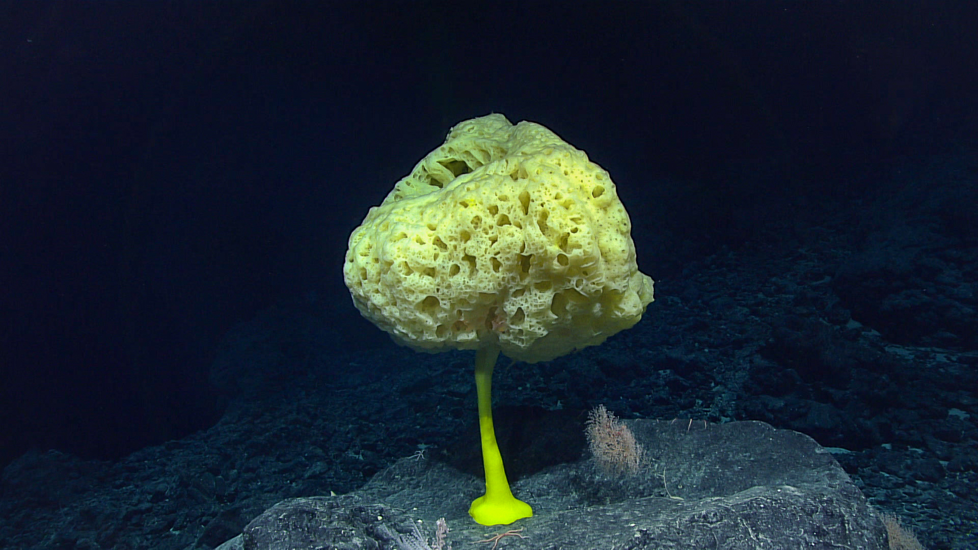 A bright yellow sponge covered in small holes on an even brighter yellow stalk, against a dark blue background