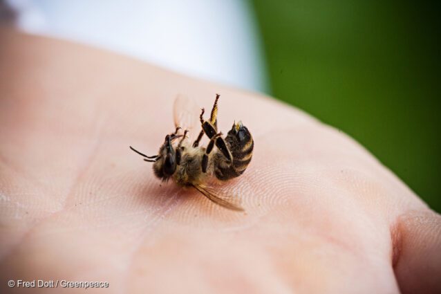 Close up of dead bee on a hand.