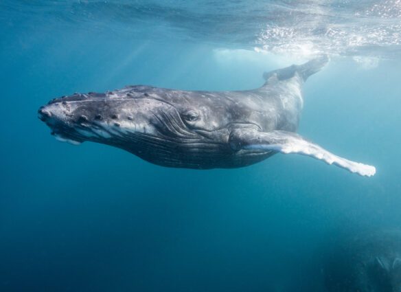 A humpback whale swims near the surface of a clear blue ocean.