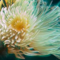 A spiral tube worm on the seabed. It's feathery fronds look like the petals of an alien flower
