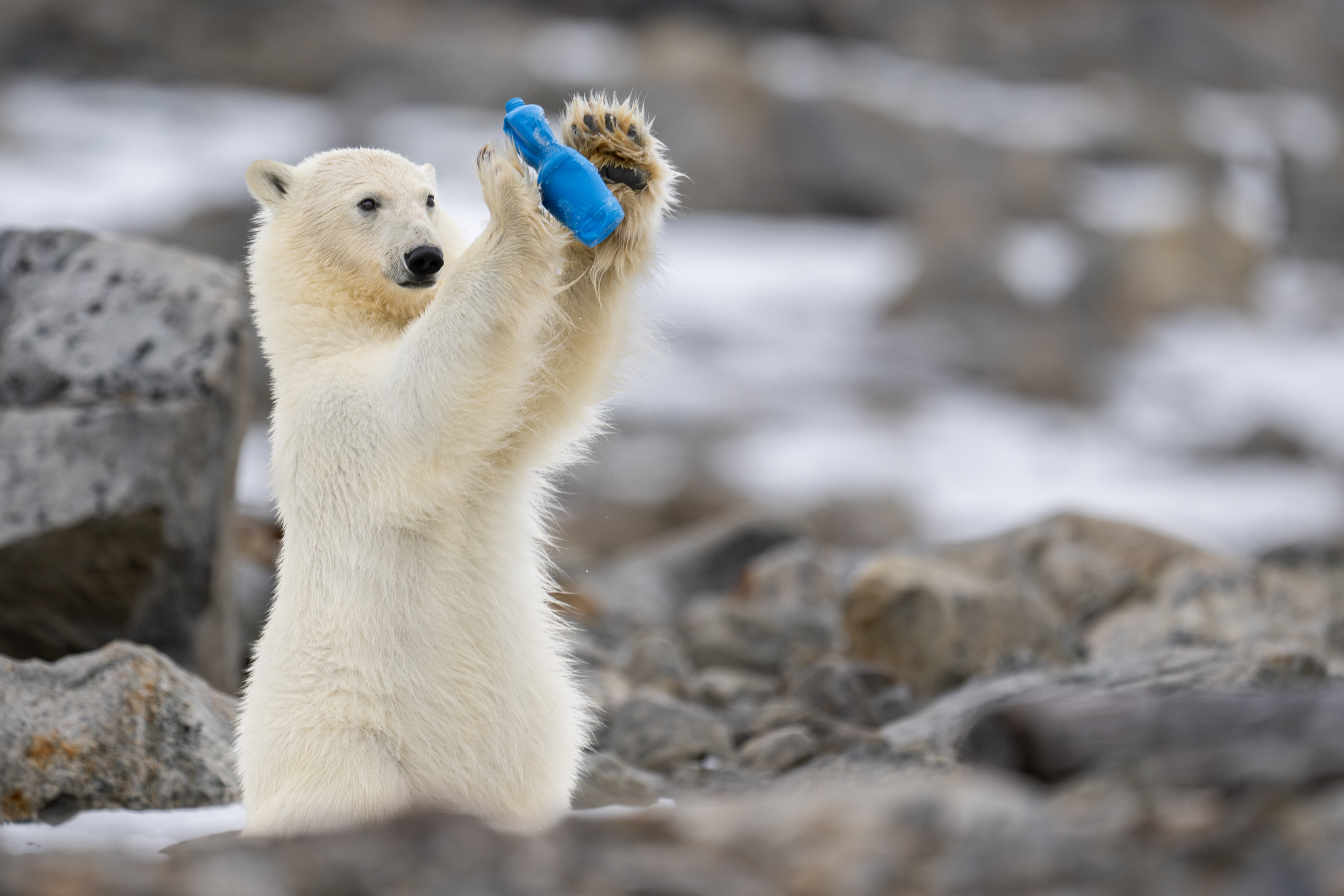 Polar bear playing with a blue plastic bottle