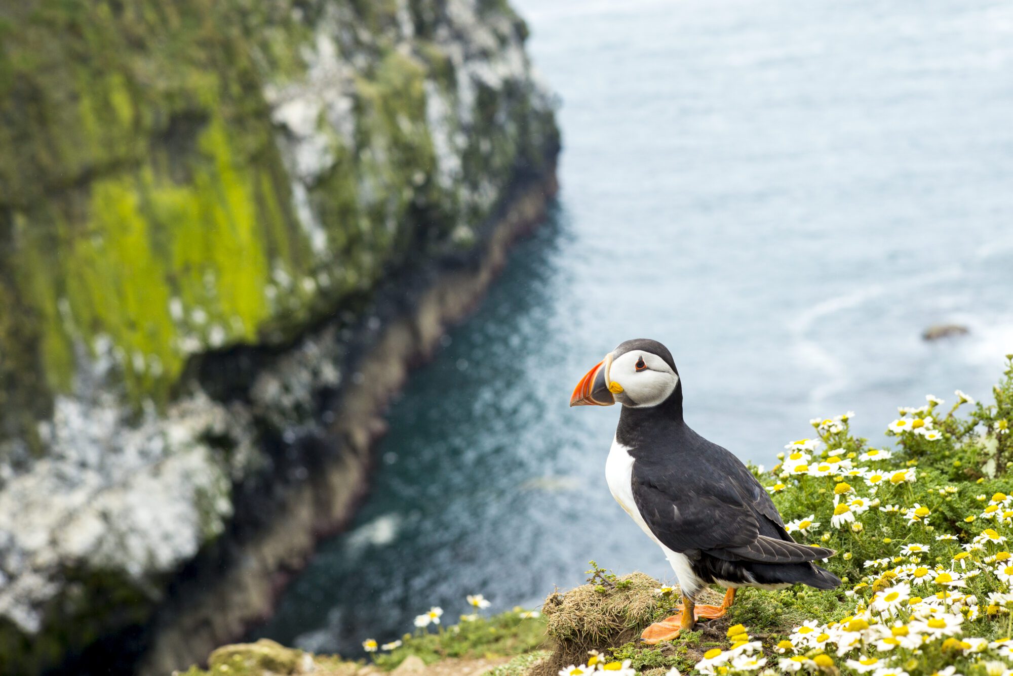 A puffin on a green and white-rock cliff edge, high up over the sea. Its beak is yellow and orange and its white face shows off its delicately eyelinered eyes.