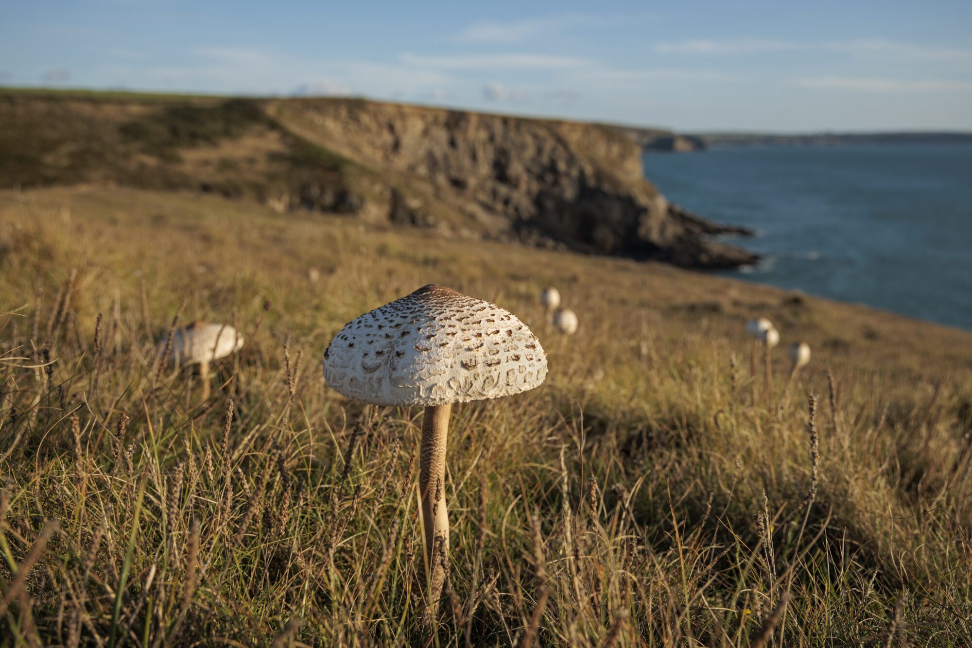 A pale beige mushroom with a thin stalk on a scrubland clifftop. The blue sea is visible in the background, with other mushrooms in the vicinity