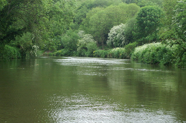 A completely green scene of near-still water and trees fluffing up abundantly in the distance