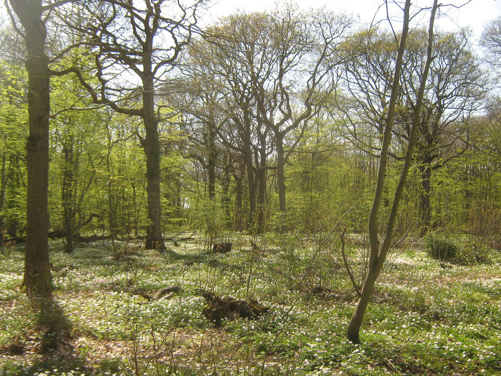 Open woodland with spring flowers on the ground, part of a rewilding project