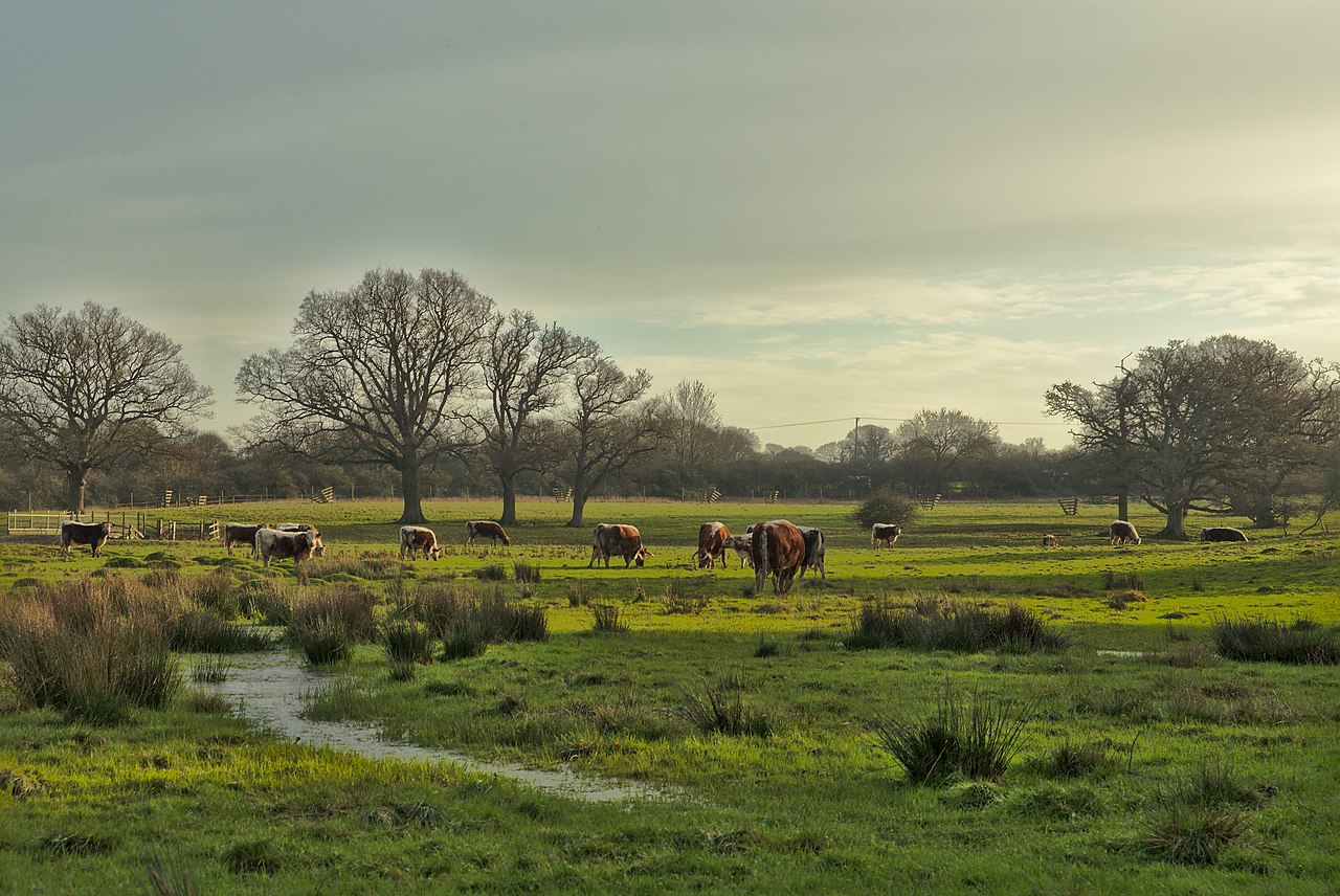 A rewilding landscape with grass, bushes and trees, and a group of longhorn cattle grazing by a shallow stream.