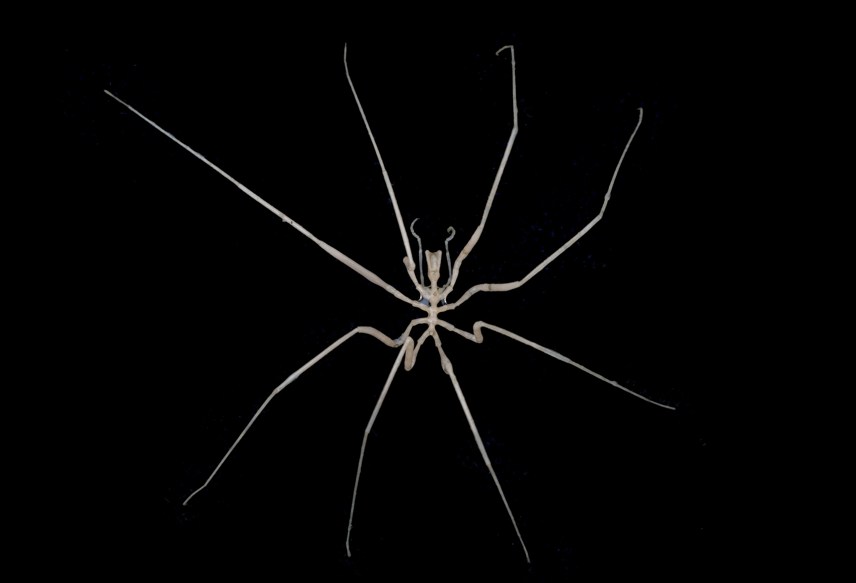 A sea spider with a tiny body and long, pale legs on a black background