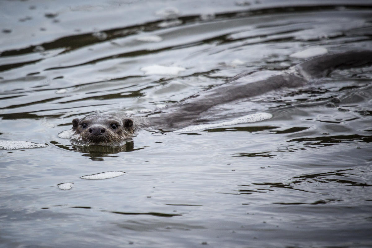 An otter swimming through dark water. Just its face is visible above the surface.