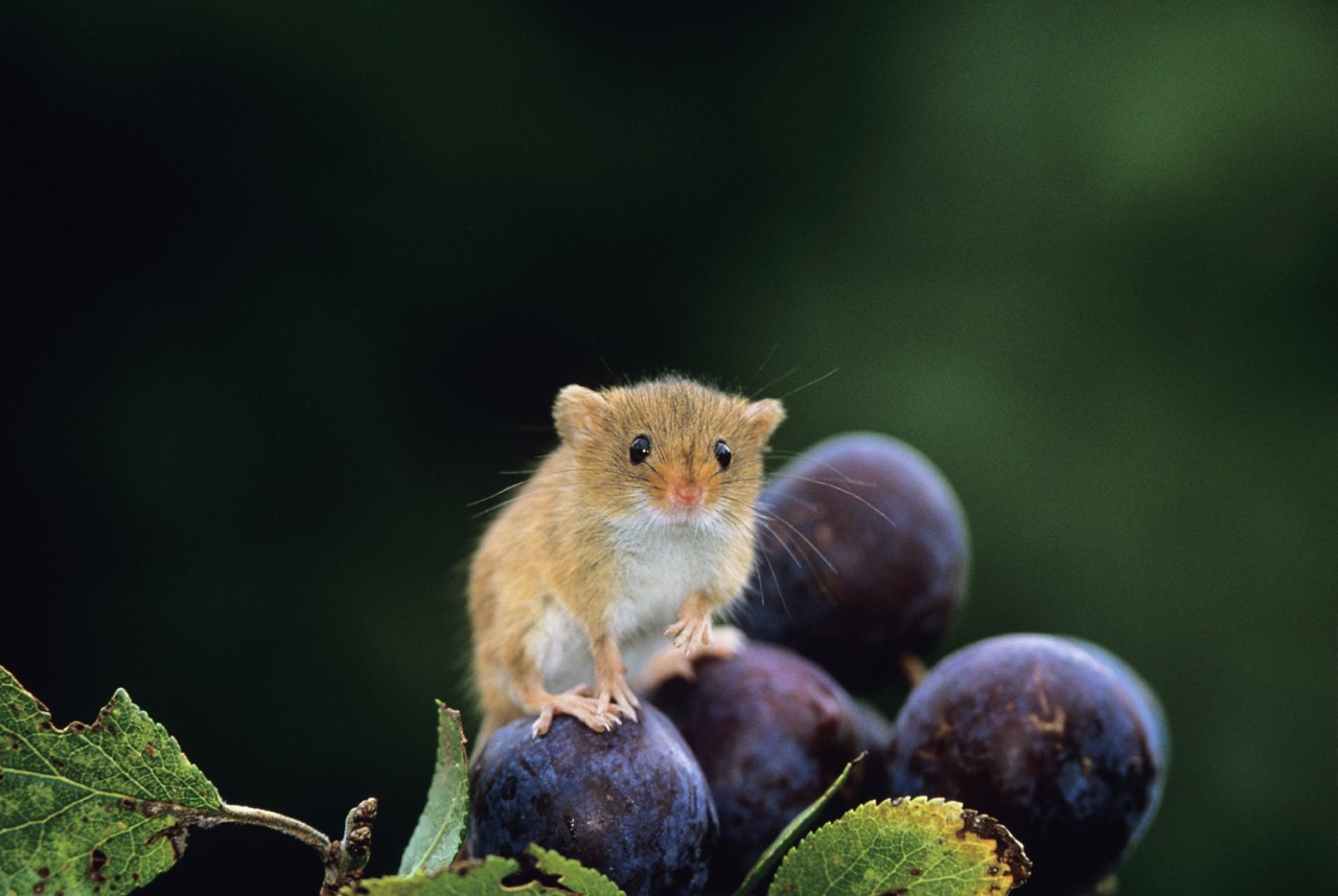 A harvest mouse standing on a bunch of plums on a tree. Rewilding helps creatures like this to thrive.
