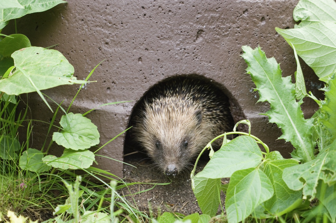 Hedgehog peering through the entrance of a hedgehog house in a rewilded garden