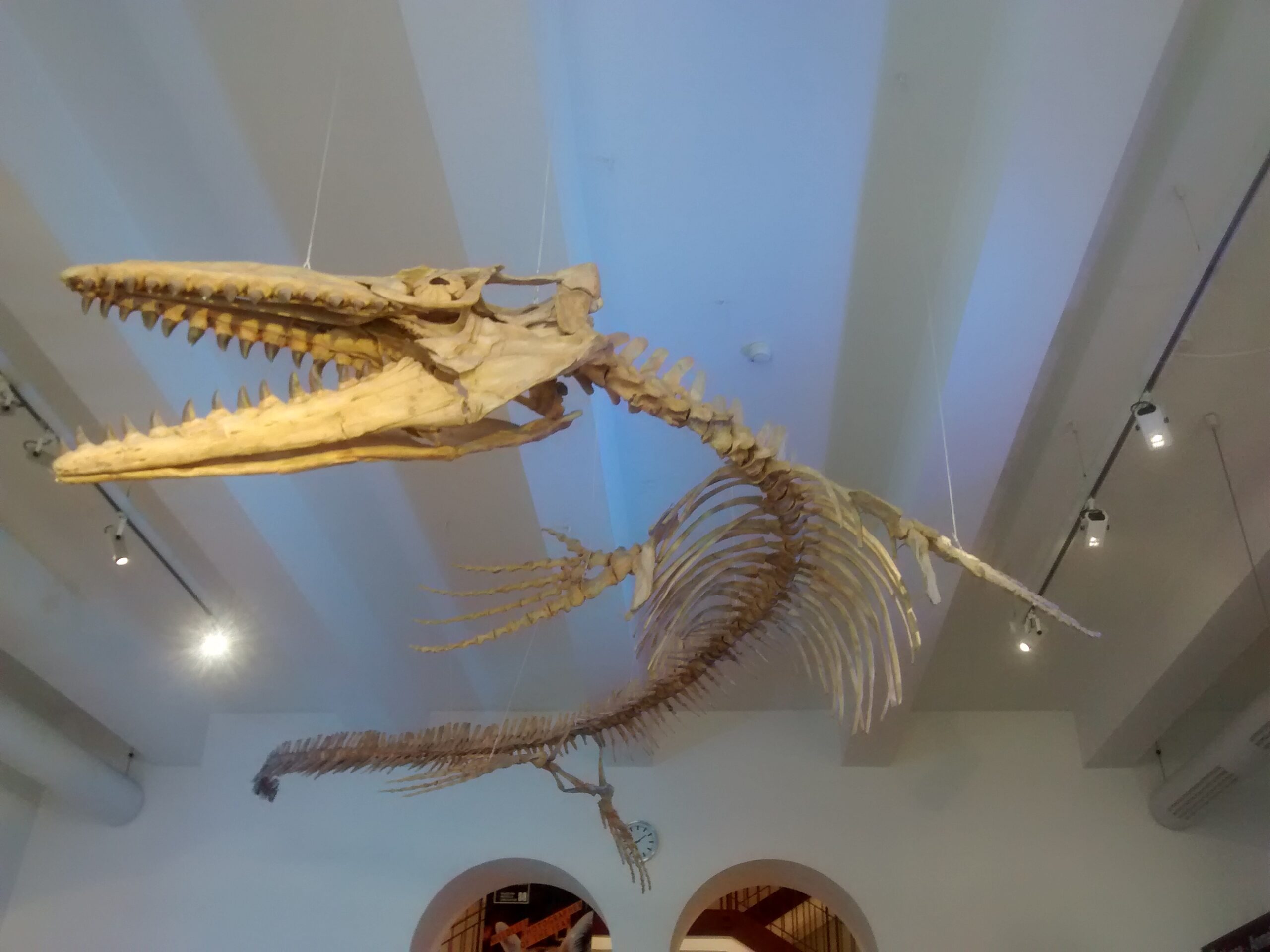 Skeleton of a ferocious-looking sea creature displayed in a museum