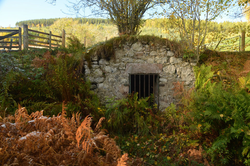 An old stone structure covered in overgrown foliage, part of the rewilding project at Balmacaan