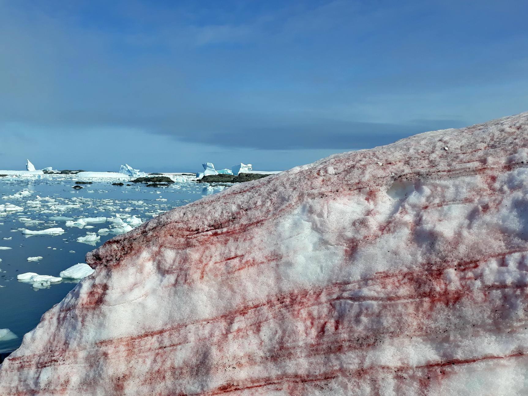 A cliff of ice with layers of bright red stained throughout. Ice covered ocean is visible behind.