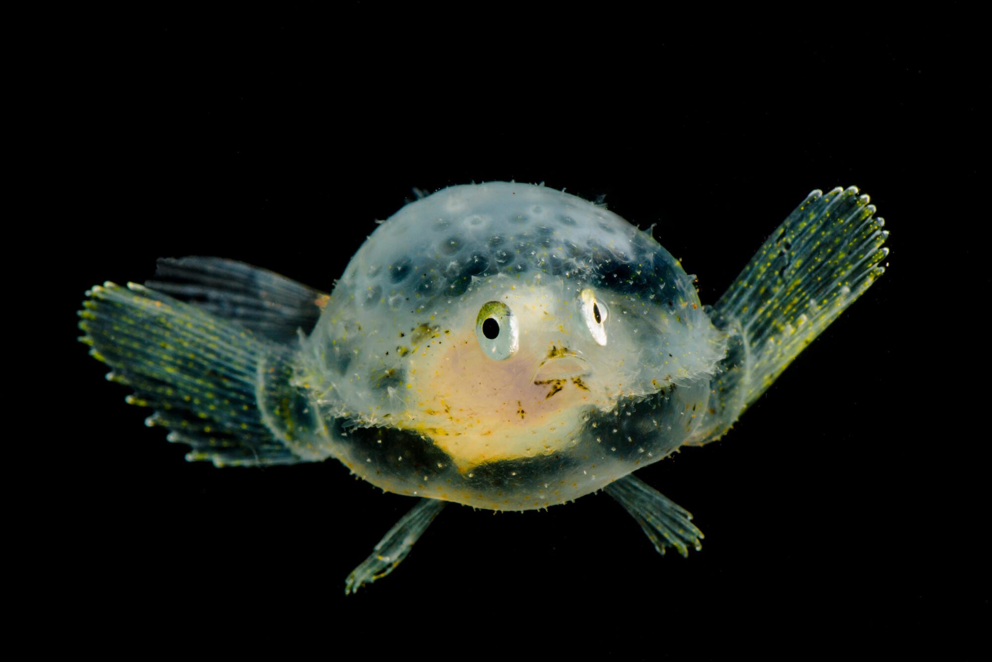 A black background shows off the translucent oval fish with two fins and two feet. Its eyes are on either side of its face and it looks to be smiling, the only solid part of the fish is its yellow internal body, the rest is almost entirely seethrough