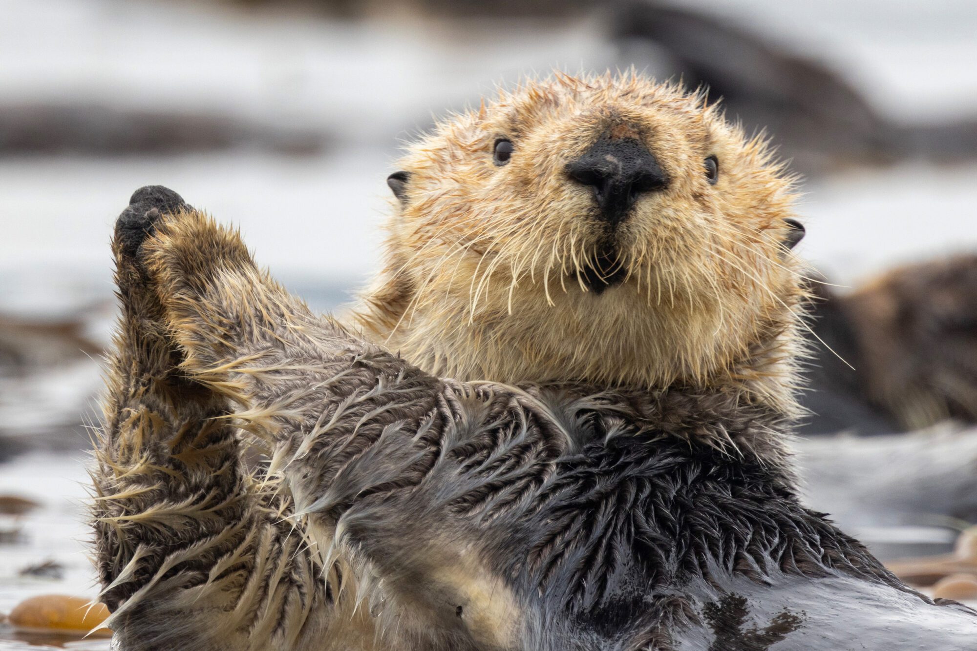 An otter i water looks like it's praying with its wet paws clasped together, looking straight at the camera with its fluffy blonde face and dark nose