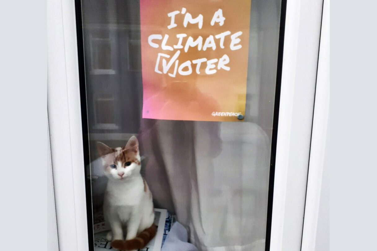 A cute kitten sitting in a window with a poster that says I'm a climate voter.