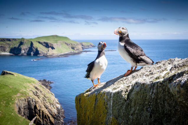 Two puffins on a cliff above a beautiful bay