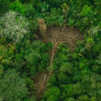 Aerial view of a lush rainforest canopy. One large tree has fallen, leaving a horizontal tree-shaped hole in the canopy.