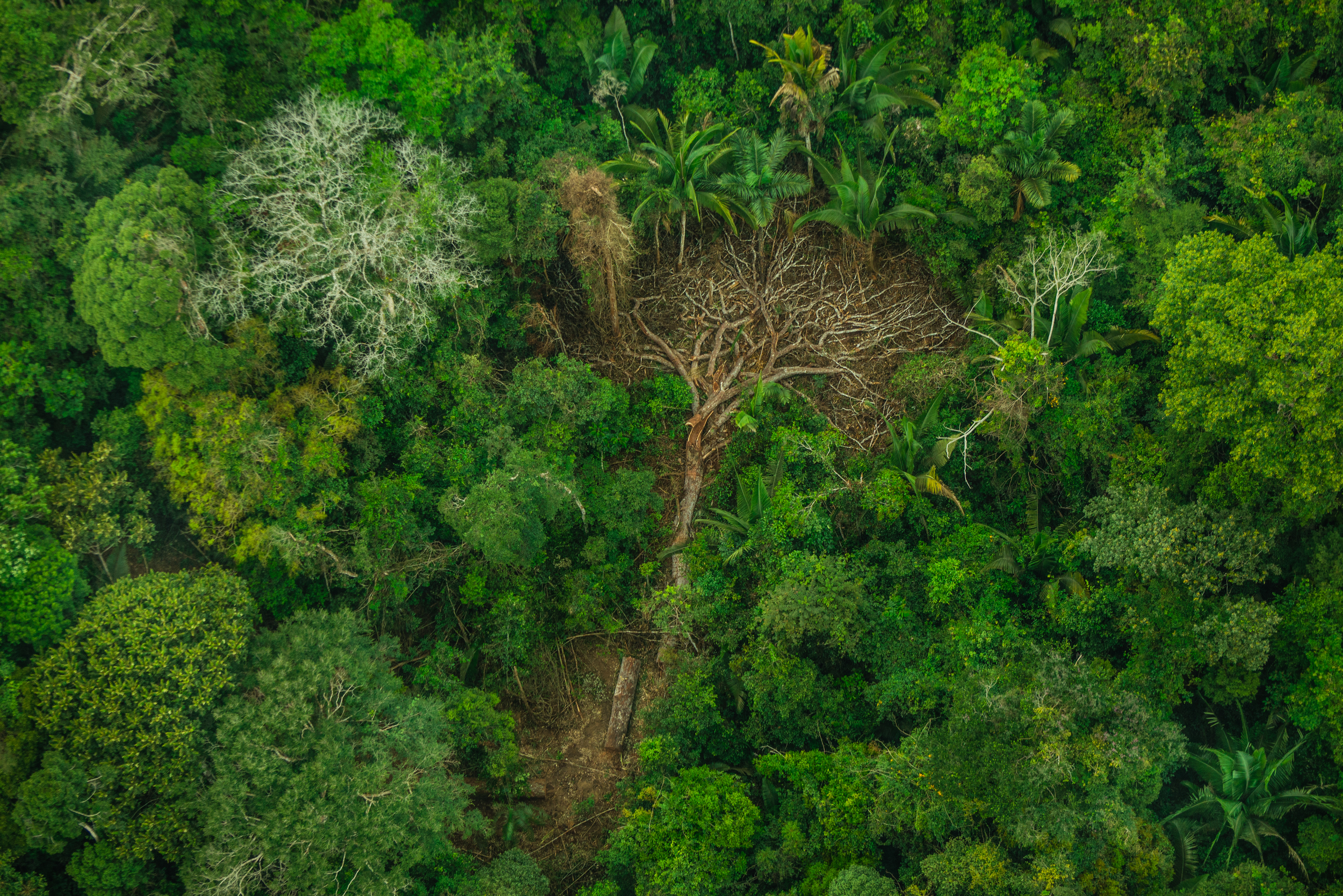 Aerial view of a lush Amazon rainforest canopy. One large tree has fallen, leaving a horizontal tree-shaped hole in the canopy.