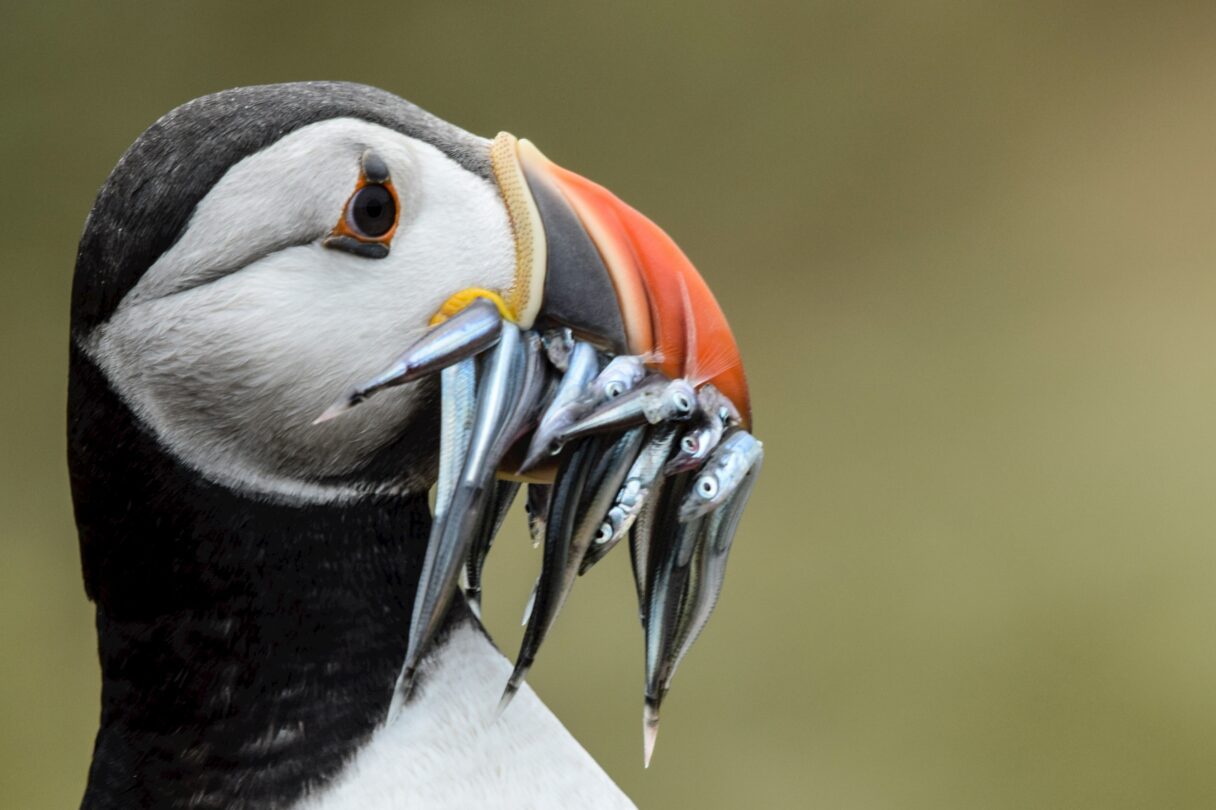A puffin with a mouth full of sand eels