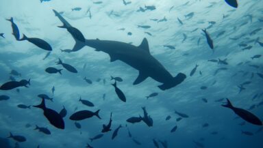Photographed from below, fish and a hammerhead shark are silhouetted against the sunlit surface of the sea in the Galapagos Islands