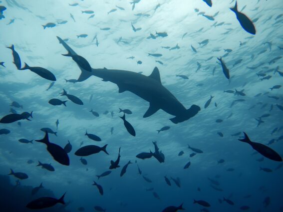 Photographed from below, fish and a hammerhead shark are silhouetted against the sunlit surface of the sea in the Galapagos Islands