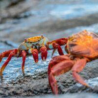 Two colourful crabs face each other