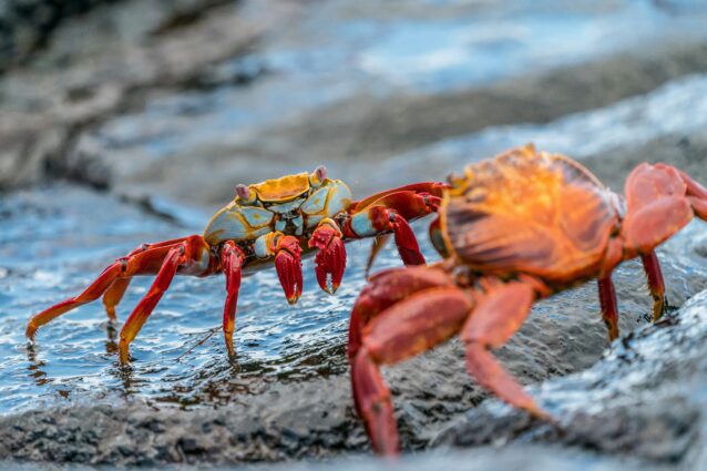 Two colourful crabs face each other
