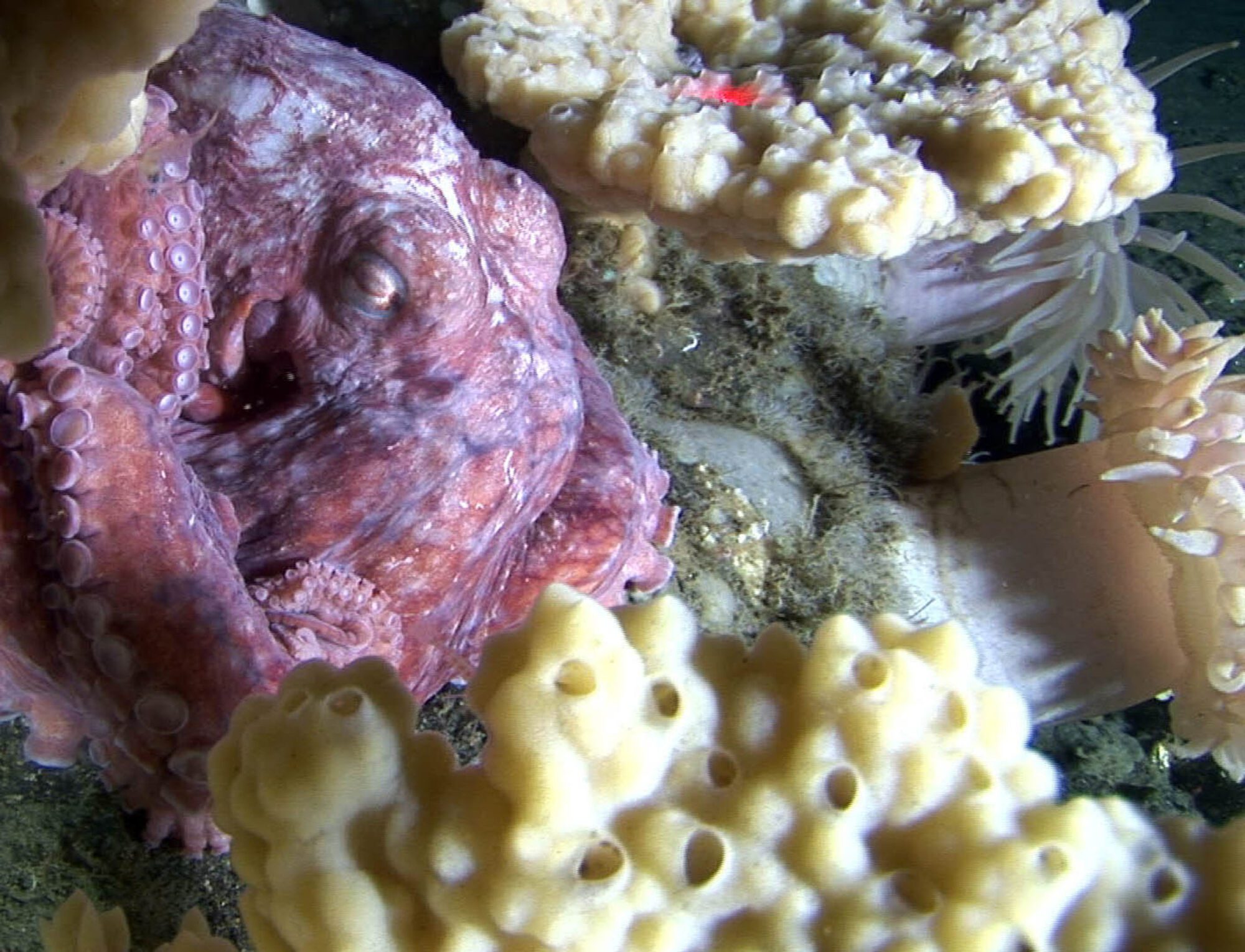 A pinky-purple octopus with its eyes closed and legs curled up around its head, nestled among pale yellow corals and rocks and other jelly-like spiked creatures.
