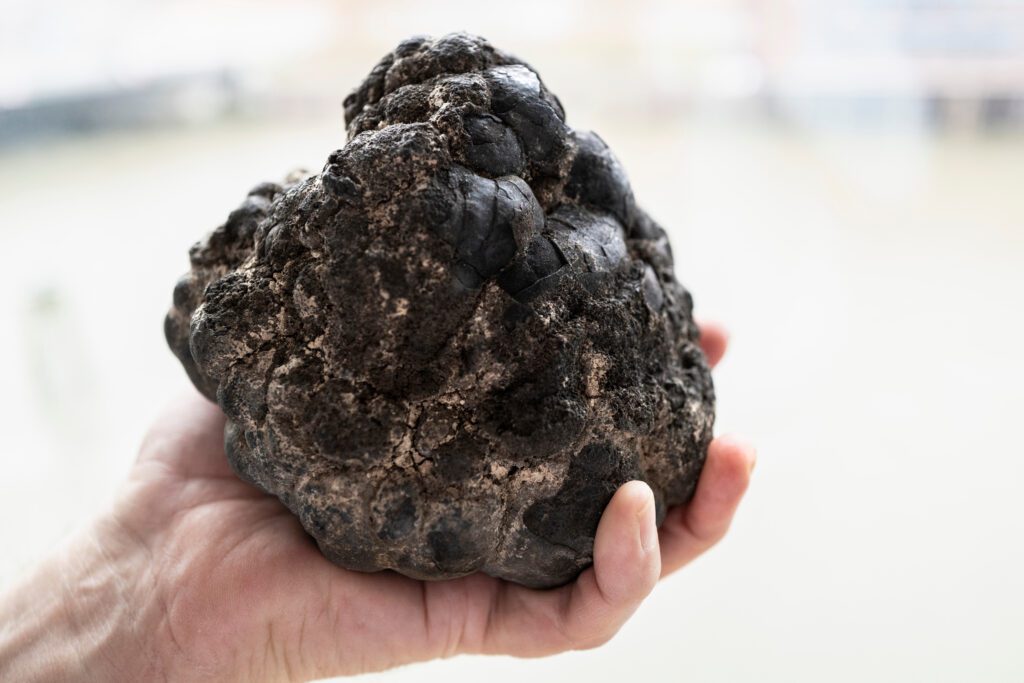 A hand holding a large potato-sized rock which has rough bits and smooth bits to indicate its makeup of different elements.