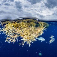 A clump of golden seaweed floats on the surface of the ocean, with small fish swimming in and out, forming a diverse nourishing habitat for marine life to thrive.