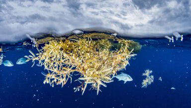A clump of golden seaweed floats on the surface of the ocean, with small fish swimming in and out, forming a diverse nourishing habitat for marine life to thrive.