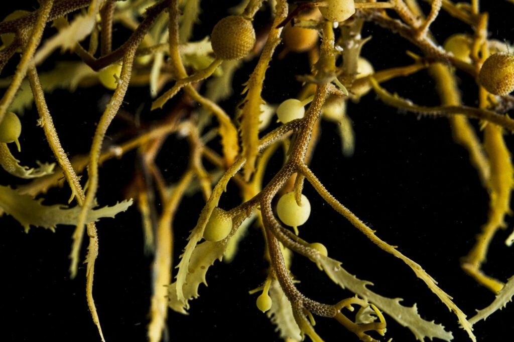 Bright yellow organic matter in detail with branches, nodules and leaflike tendrils, against a black background.