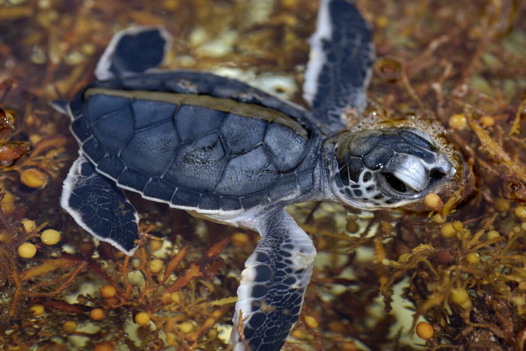 A tiny and very adorable baby green sea turtle swimming in Sargassum seaweed. It's grey and white and looks about the size of a human hand against the seaweed.