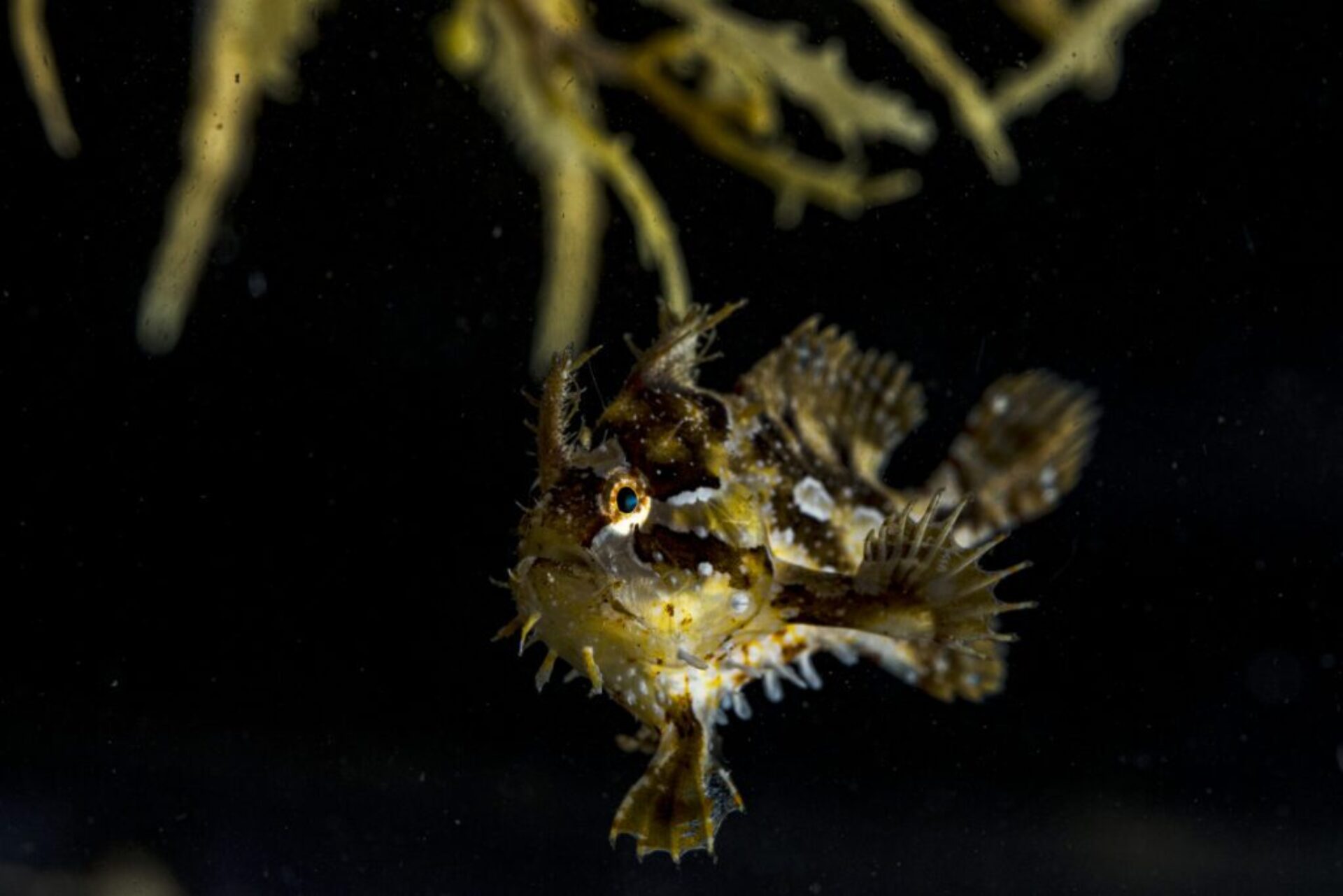 A shiny round frogfish with a beady orange eye from the side; it has yellow and black markings and spiky body and fins swims under a sprig of yellow Sargassum, on a dark black background