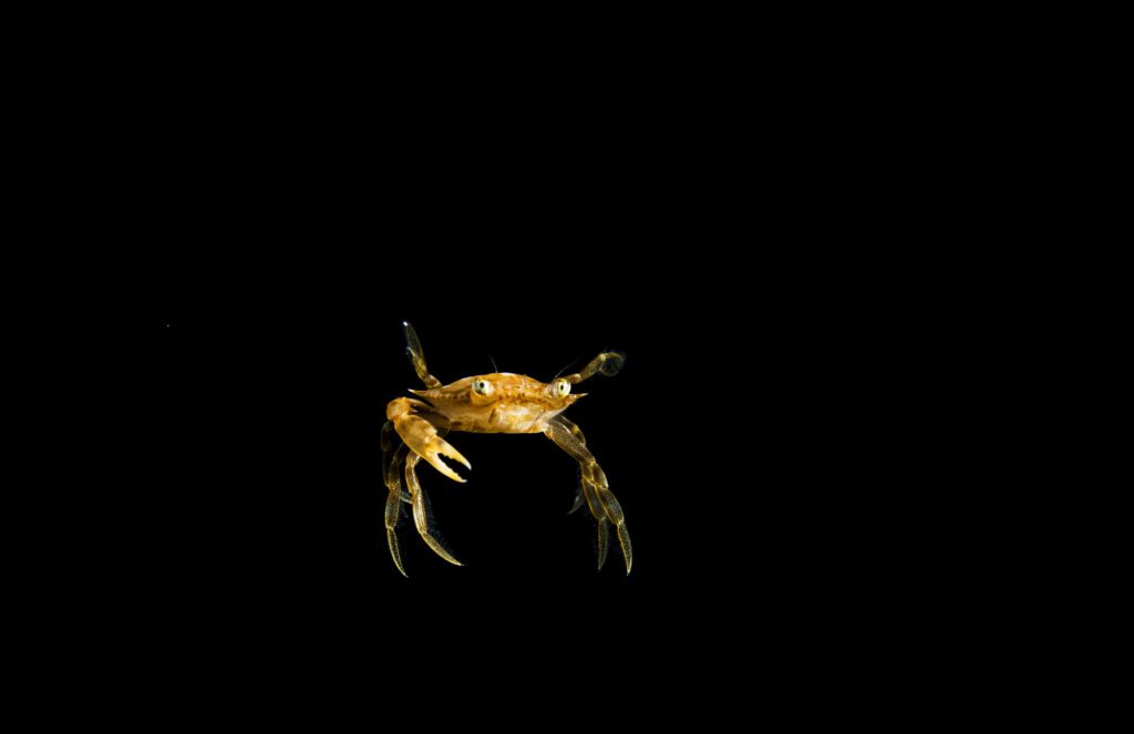 An orange crab with one large pincer and long legs floats staring in two different directions in the centre of an expanse of black ocean