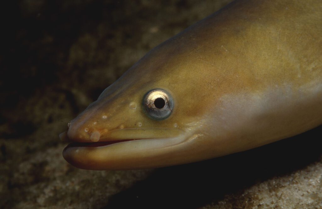 A close-up of a the face of an eel with a big mouth and shiny golden eye