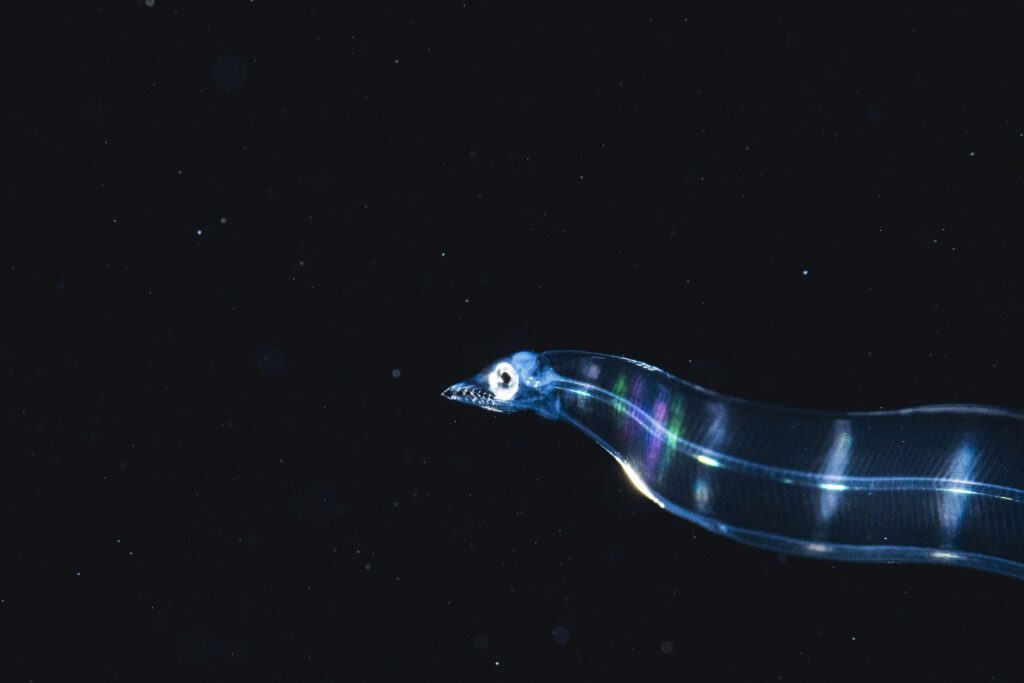 A blue and transparent baby eel with a long body and tail swimming in deep, dark Sargasso Sea waters.