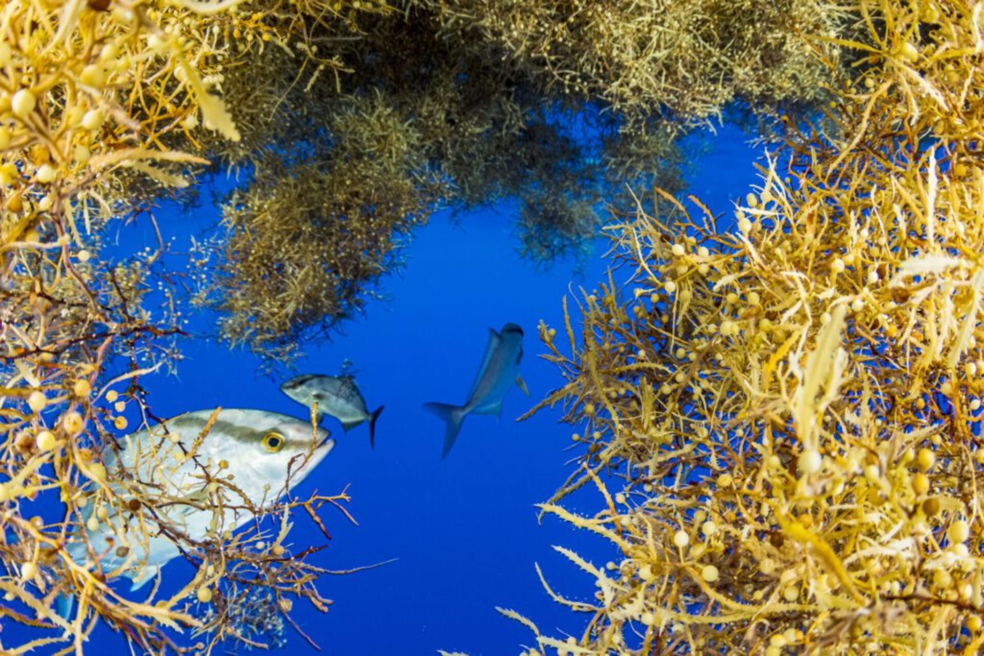 Jacks, which are here shows as little white fish, swim in and out and seek refuge in golden Sargasso Sea seaweed.