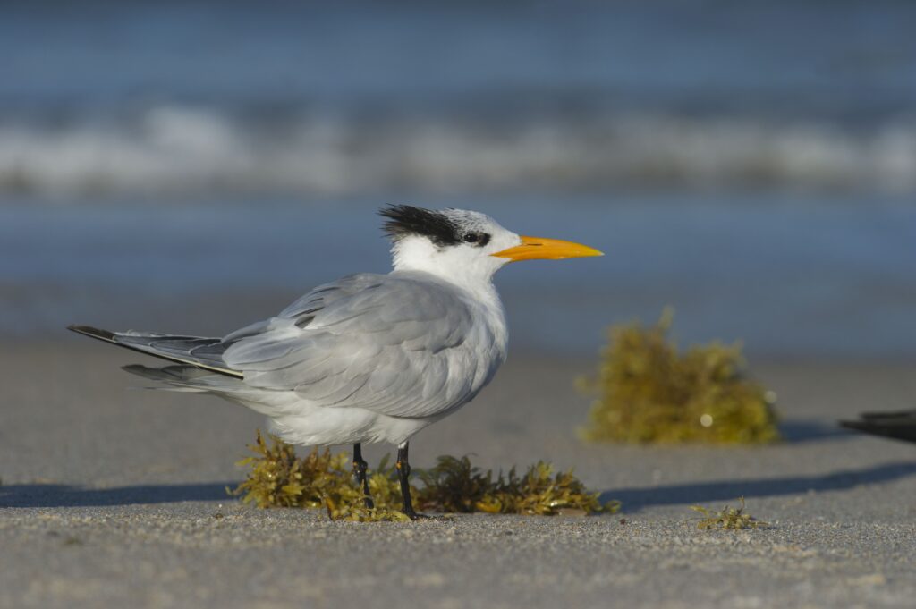 A white grey sea bird with a black stripe back from its eye and a bright yellow beak standing on a beach
