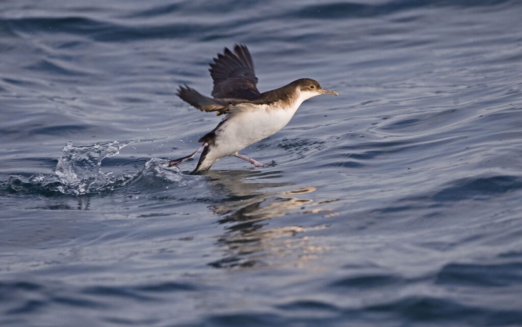 Bird in flight skipping over the water; its dark wings and white belly are reflected in the ripples and the sea behind its feet is splashing upwards