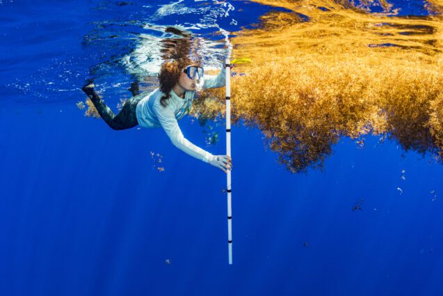 A woman in a bright blue sea waering a snorkel mask uses a long ruler to measure a flaoting bush of sargassum seaweed