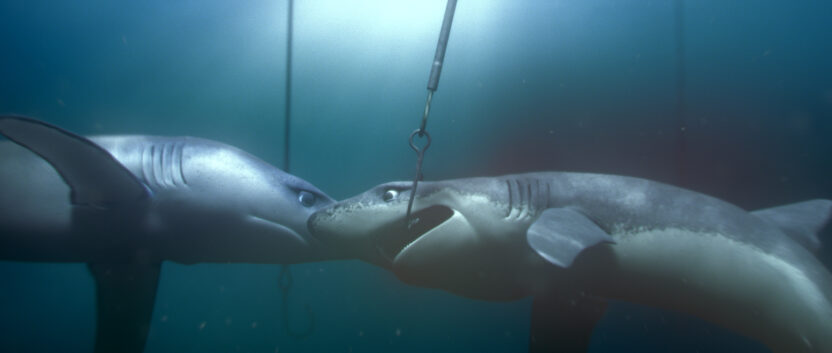 Still from a Greenpeace animation showing two sharks in a dark ocean. One is caught on a fishing line.