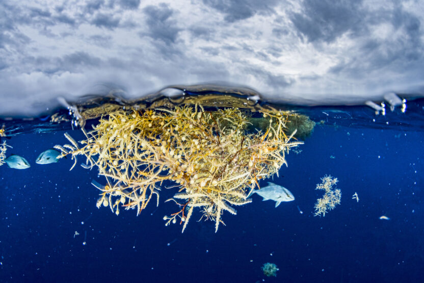 A clump of golden seaweed floats on the surface of the ocean, with small fish swimming in and out, forming a diverse nourishing habitat for marine life to thrive.
