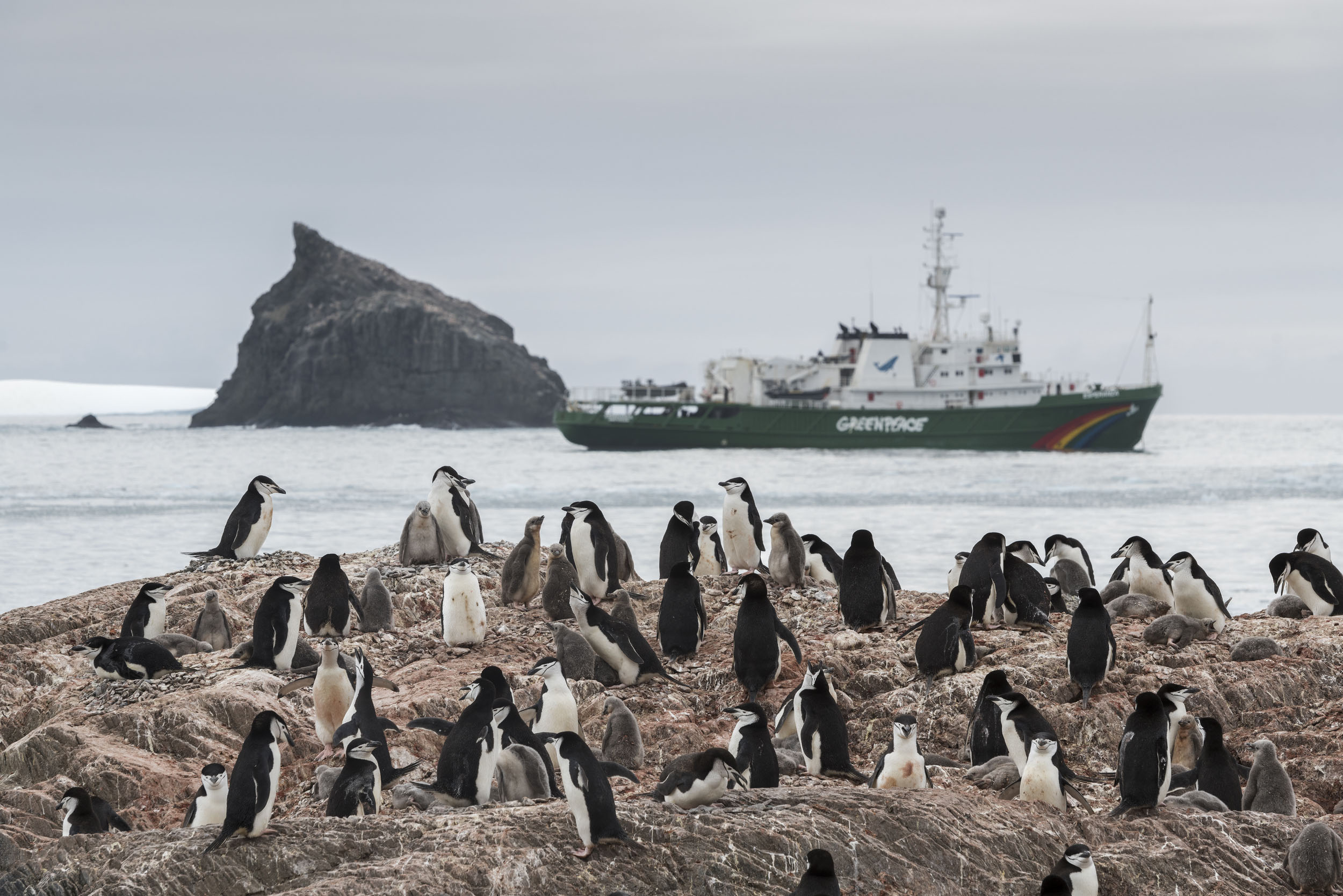 A colony of chinstrap penguins gathers on a rock. A Greenpeace ship is visible in the background.