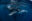 Humpback whale mother and baby swimming together in the water