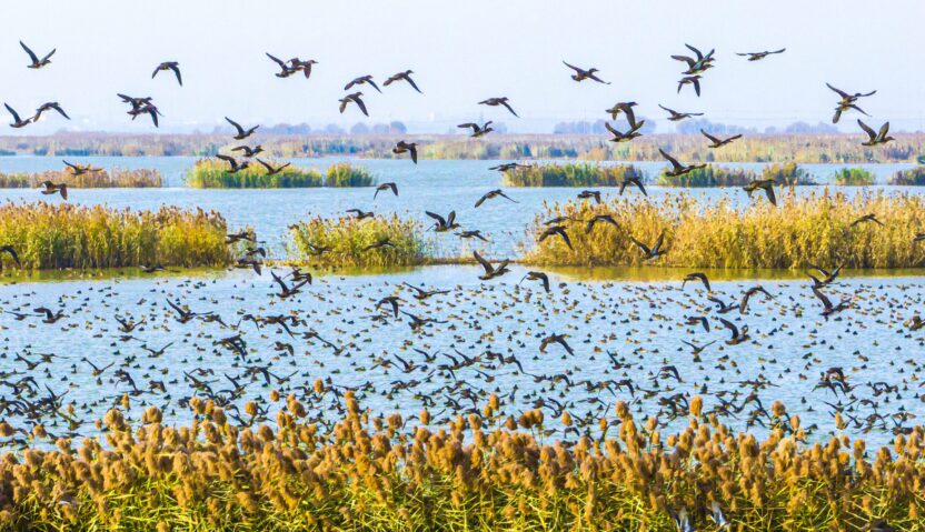 Birds fly above crisp blue water with clumps of yellow grasses on a bright day.